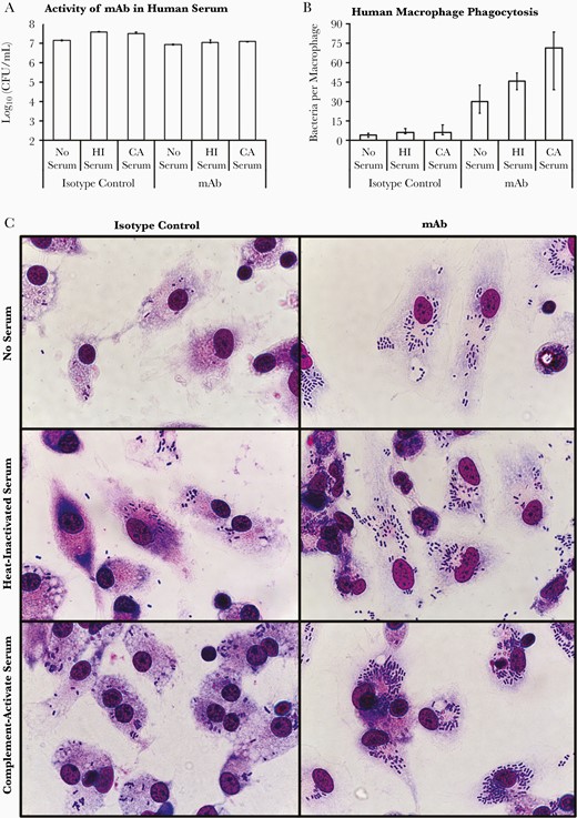 mAb mediates opsonophagocytosis and activates complement. A, The complement-resistant Acinetobacter baumannii strain HUMC1 was best able to grow in the presence of human serum (complement active or heat inactivated) but was hindered from growing with the addition of mAb to serum. B, Human macrophages were considerably better at taking up bacteria in the presence of mAb, in a manner enhanced by complement. C, Micrographs of human macrophages with internalized A. baumannii representative of the group’s median. The magnification is 1000x oil-immersion. A and B, Plots show medians and interquartile ranges. Abbreviations: CA, complement active; CFU, colony-forming unit; HI, heat inactivated; mAb, monoclonal antibody.