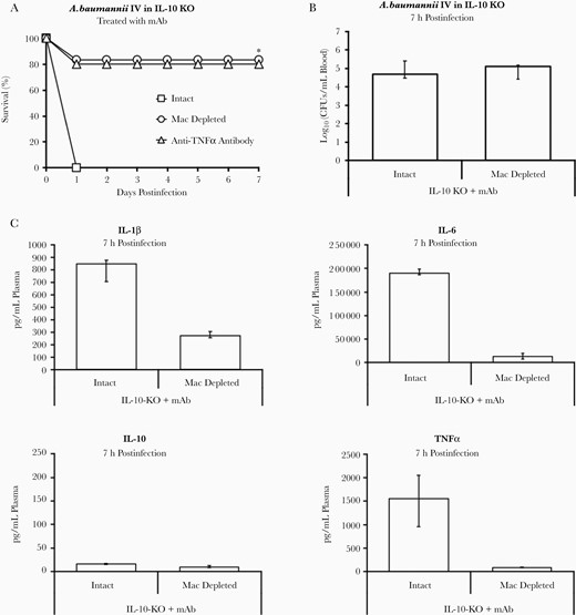mAb-induced IL-10 works to counteract TNF-α produced by macrophages. A, IL-10–KO mice infected intravenously with 1×108 CFU Acinetobacter baumannii HUMC1 and treated with 20 μg mAb were able to survive if they were depleted of macrophages or treated with an anti–TNF-α antibody (n = 5 mice per group intact and 6 mice per group macrophage depleted); *P < .05 compared to intact IL-10–KO mice. Blood was harvested at 7 hours postinfection to quantify bacterial burden in the blood and obtain plasma cytokine levels by multiplex Luminex assay. B, Bacterial burden was no different between IL-10–KO mice with an intact immune system and with macrophages depleted; however, all intact mice died and nearly all macrophage-depleted mice survived (n = 5 mice per group). C, Cytokines showed that IL-10–KO mice depleted of macrophages had near-baseline levels of TNF-α and relatively low levels of proinflammatory IL-1β and IL-6 compared to intact IL-10–KO mice (n = 5 mice per group). B and C, Plots show medians and interquartile range. Abbreviations: CFU, colony-forming unit; IL, interleukin; KO, knockout; mAb, monoclonal antibody; Mac, macrophage depleted TNF-α, tumor necrosis factor-α.