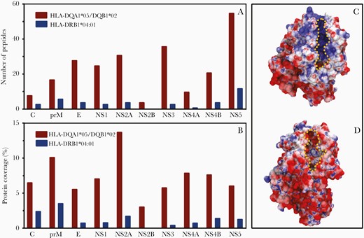 Distribution of 15-mer peptides derived from the Zika virus polyprotein capable of binding with high affinity to HLA-DQA1*05/DQB1*02 and HLA-DRA1/DRB1*04:01 dimers and HLA electrostatic surface potential. A, Number of peptides from each protein. B, Protein coverage, defined as the ratio of the number of peptides over the length of each protein. C and D, Electrostatic potential (from −6 to +6 kJ/mol/e) plotted onto the van der Walls surface of the DQA1*05/DQB1*02 dimer (C) and DRA1/DRB1*04:01 dimer (D). Negatively charged areas are represented in red, positively charged areas are represented in blue, and neutral areas are represented in white; peptide binding clefts are highlighted by a dotted yellow line.