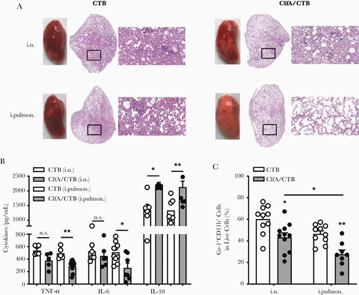 Less severe inflammation and pathology in the lungs was found in intrapulmonarily than intranasally immunized mice. Mice were immunized and challenged as described in Figure 1A. A, Histological stains of lung tissue specimens obtained from mice infected with Staphylococcus aureus 3 weeks after the last vaccination (magnification: ×20). B, The expression levels of tumor necrosis factor-α, interleukin 6, and interleukin 10 in the supernatants of lung homogenates were determined by enzyme-linked immunosorbent assay (n = 5–10). C, Lung monocytes were stained with FITC-CD11b and APC-Gr-1 and analyzed by flow cytometry (n = 8–11). Data are presented as mean ± standard error of the mean of 2 or 3 independent experiments. *P < .05, **P < .01, n.s., not significant; 2-way analysis of variance with Tukey posttest. Abbreviations: ClfA, clumping factor A; CTB, cholera toxin B subunit; IL-6, interleukin 6; IL-10, interleukin 10; i.n., intranasal; i.pulmon., intrapulmonary; TNF-α, tumor necrosis factor-α.
