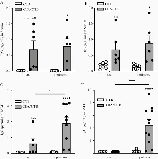 Immunization through the intrapulmonary route induced antigen-specific antibody response in the lungs. Mice were immunized and challenged as described in Figure 1A. Serum and bronchoalveolar lavage fluid (BALF) samples were collected 24 hours after challenge. The clumping factor A (Clf)–specific immunoglobulin G (IgG) (A) and immunoglobulin A (IgA) (B) in the serum, and the ClfA-specific IgG (C) and IgA (D) in the BALF were determined by enzyme-linked immunosorbent assay (n = 6–11). Data are presented as mean ± standard error of the mean of 2 independent experiments. *P < .05, ***P < .001, ****P < .0001, n.s., not significant; 2-way analysis of variance with Tukey posttest. Abbreviations: BALF, bronchoalveolar lavage fluid; ClfA, clumping factor A; CTB, cholera toxin B subunit; IgA, immunoglobulin A; IgG, immunoglobulin G; i.n. intranasal; i.pulmon., intrapulmonary.