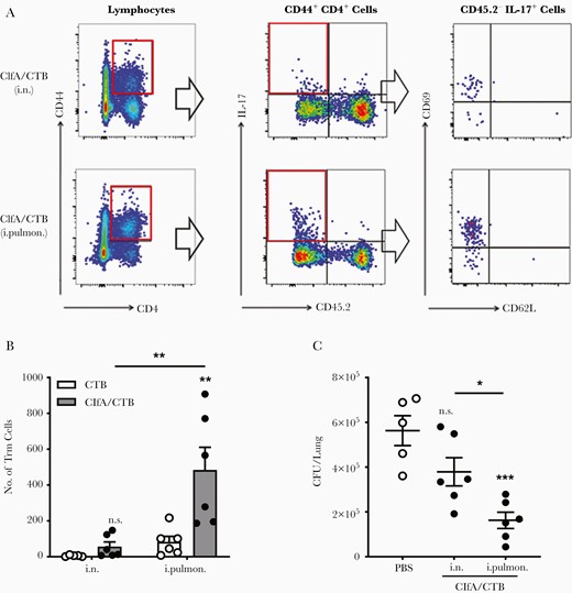 Lung resident memory T cells were induced by immunization through the intrapulmonary route. Mice were intravascularly stained by intravenous injection of phycoerythrin-conjugated CD45.2, 3 minutes prior to being sacrificed. A, CD44hi CD4+ T-cell populations were subdivided according to their CD45.2 staining and expression of IL-17. CD45.2− IL-17+ CD44hi CD4+ T cells were further subdivided according to their CD62L vs CD69 expression. B, The numbers of resident memory T cells in the lung parenchyma (CD4+ CD44hi CD69+ and CD62L−) were determined by flow cytometry and are summarized in the bar graph (n = 5–6). C, Mice were immunized via the intranasal or intrapulmonary route as in Figure 1A, and challenged 42 days after the last immunization. Lung tissues were harvested and homogenized for colony-forming units counting 24 hours postinfection (n = 5–6). Data are presented as mean ± standard error of the mean of 2 or 3 independent experiments. *P < .05, **P < .01, ***P < .001, n.s., not significant; 2-way analysis of variance with Tukey posttest (B) or 1-way analysis of variance with Tukey posttest (C). Abbreviations: CFU, colony-forming unit; ClfA, clumping factor A; CTB, cholera toxin B subunit; IL-17, interleukin 17; i.n. intranasal; i.pulmon., intrapulmonary; PBS, phosphate-buffered saline; Trm, resident memory T cells.