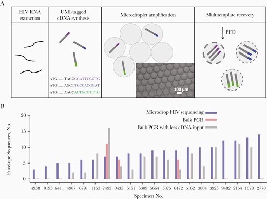 Microdrop human immunodeficiency virus (HIV) sequencing. A, HIV RNA is extracted from plasma specimens of HIV-positive individuals, from which unique molecular identifier (UMI)–tagged complementary DNA (cDNA) is synthesized. Three distinct UMIs are shown in purple, blue, and green. The UMI-tagged HIV cDNA templates are compartmentalized and amplified within droplets. These amplified full-length HIV envelope or pol gene templates are then recovered from the droplets by the addition of perfluoro-N-octane (PFO) for downstream long-read, high-throughput sequencing. B, Comparisons of HIV full-length envelope gene sequence recovery between microdrop sequencing, bulk polymerase chain reaction (PCR), and bulk PCR with less cDNA input across 20 Consortium for the Evaluation and Performance of HIV Incidence Assays (CEPHIA) specimens (Supplementary Tables 1 and 2). Microdrop sequencing produced 3–14 envelope sequences from all 20 specimens. However, conventional bulk PCR produced envelope sequences from only 3 specimens, 7439, 0435, and 6472. In addition, microdrop sequencing produced a greater number of unique sequences than bulk PCR, on average (8.4 vs 1.2; P < .001). Even when the UMI–tagged cDNA input was reduced, the average number of unique sequences obtained from microdrop sequencing was greater than that obtained from bulk PCR (8.4 vs 5.1; P = .01). Color version of this figure is available at Journal of Infectious Diseases online.