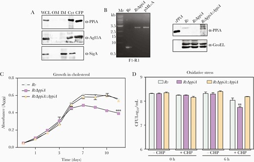 Peptidyl prolyl isomerase A (PPiA) assists in bacterial survival under host-like stress conditions. A, Subcellular localization of PPiA in whole-cell lysate, outer membrane, inner membrane, cytosol, and culture filtrate protein fractions. B, Gel showing amplicons obtained from genomic DNA isolated from Rv and RvΔppiA using external flank primer pairs (Supplementary Figure 1). pML-A DNA was used as positive control. Western blot analysis to probe expression of PPiA. rPPiA-purified recombinant PPiA protein. C, Growth profile in Sauton media supplemented with 0.02% cholesterol and 0.05% tyloxapol. D, Survival under oxidative stress. Abbreviations: CFP, culture filtrate protein; CFU, colony-forming unit; CHP, cumene hydroperoxide; ***p<0.0005; Cyt, cytosol; IM, inner membrane; OM, outer membrane; PPiA, peptidyl prolyl isomerase A; WCL, whole-cell lysate.