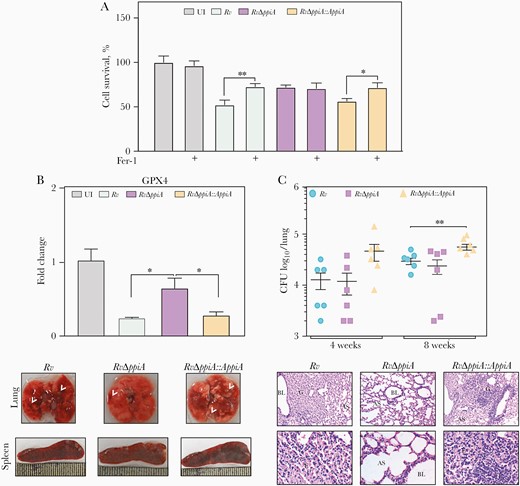 Peptidyl prolyl isomerase A (PPiA) promotes ferroptosis-induced host cell death. A, THP1 cells were infected with indicated strains and treated with 10 μM Fer-1, and survival was quantified 24 hours postinfection by Thiazolyl Blue Tetrazolium Bromide assay. B, THP1 cells were infected with indicated strains at a multiplicity of infection of 1:10 for 24 hours followed by the isolation of host RNA to quantify gpx4. C, Bacterial loads in lungs of Balb/c mice infected with indicated strains. D, Gross morphology of lung and spleen (left panel) harvested from infected mice 8 weeks postinfection. Arrows indicates granulomatous lesions. Histopathological analysis (right panel). Fixed infected lung tissues (8 weeks) were stained with hematoxylin and eosin; photomicrograph indicates granulomatous lesions. *P<.05; **P<.005. Abbreviations: AS, alveolar space; BL, bronchoalveolar lavage; CFU, colony-forming unit; E, epithelioid cells; G, granuloma; L, lymphocytes; UI, uninfected.