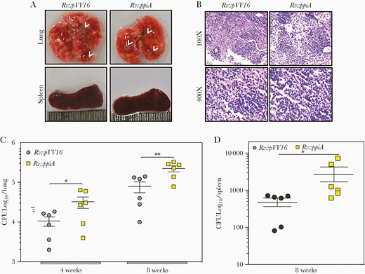 Overexpression of peptidyl prolyl isomerase A (PPiA) promotes Mycobacterium tuberculosis (Mtb) survival in the murine model of infection. A, Gross morphology of lung and spleen of mice infected with indicated strains at 8 weeks postinfection. Arrowheads represent granulomatous lesions. B, Eight weeks postinfection lung tissues from infected animals were harvested, fixed, and stained with hematoxylin and eosin for histopathological analysis. Photomicrograph depicts the granulomatous lesion. C and D, Bacterial loads in the lungs and spleen of Balb/c mice infected with indicated strains. *P<.05; **P<.005. Abbreviations: AS, alveolar space; CFU, colony-forming units; E, epithelioid cells; G, granuloma; L, lymphocytes.