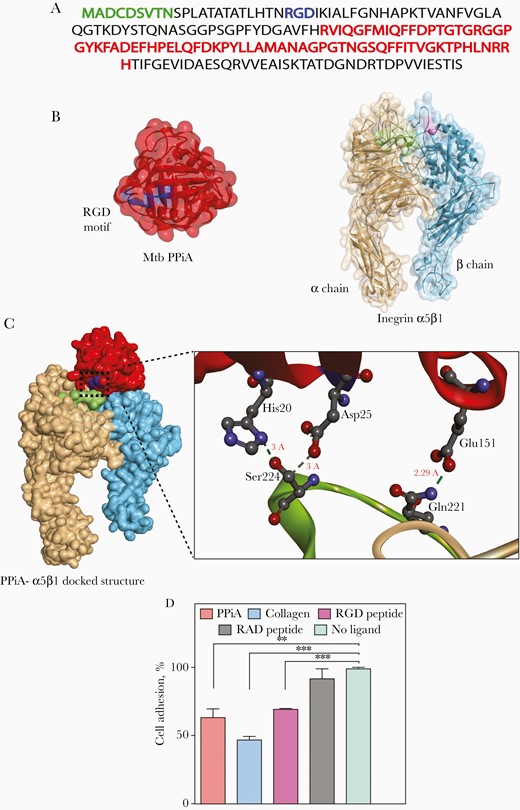 Peptidyl prolyl isomerase A (PPiA) can act as a ligand to cell surface integrin receptor. A, Primary amino acid Mycobacterium tuberculosis (Mtb) PPiA sequence illustrating signal sequence (green), integrin-binding arginine-glycine-aspartic acid (RGD) motif (blue), and active site (red). B, Protein data bank (PDB) structures of Mtb PPiA (PDB ID:1w74) and integrin α5β1(PDB ID:3vi4). PPiA represented as a red surface ribbon with an RGD motif (residue 23–25) highlighted in blue. Integrin α5β1 binding cavity highlighted in green (218–230 residues on α chain) and pink (133–135 on β chain). C, Docked structure of Mtb PPiA with integrin α5β1 as predicted by Patchdock server and refined through Firedock. Inset represents the enlarged docking interface showing intermolecular hydrogen bonding between Ser224(Integrin)-Asp25(PPiA), Ser224(Integrin)-His20(PPiA), and Gln221(Integrin)-Glu151(PPiA) residues. D, A549 cells were pretreated with indicated ligands and seeded on fibronectin-coated plates posttreatment. Cell adhesion was analyzed by staining the adhered cells with 0.1% crystal violet stain, followed by solubilization. A570nm was measured and converted to percentage adhesion inhibition by normalizing the values with no-ligand control. **P<.005; ***P<.0005.