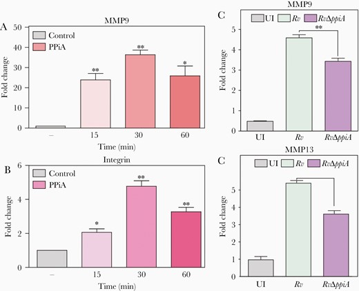 Peptidyl prolyl isomerase A (PPiA) modulates the expression of host matrix metalloproteinases. A and B, A549 cells were treated with 5 µg/mL rPPiA for indicated duration followed by host RNA isolation to examine mmp9 and integrin α5β1. Control: no protein. C and D, THP1 cells were infected at a multiplicity of infection of 1:10. Host cell RNA was extracted 24 hours postinfection to assess mmp9 and mmp13 transcript levels. *P<.05; **P<.005; ***P<.0005. Abbreviations: PPiA, peptidyl prolyl isomerase A; UI, uninfected.