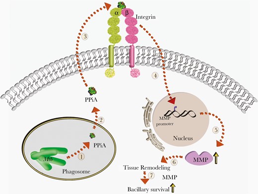 Model depicting the role of peptidyl prolyl isomerase A (PPiA) in host-pathogen interaction. Mycobacterium tuberculosis (Mtb) encodes for PPiA, a propyl isomerase (1) that possesses an N-terminus secretion signal. Upon secretion (2), it interacts with the host integrin receptor (3), with ensuing upregulation of matrix metalloproteinases (MMPs) (4). PPiA-mediated upregulation of MMP transcription and translation (5) is known to remodel host tissues (6), thereby abetting bacillary survival within the host (7).