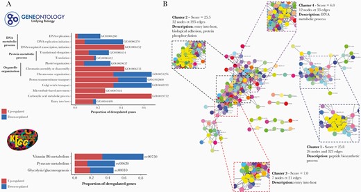 Gene set enrichment analysis (GSEA) and protein-protein interaction (PPI) network of differential expression (DE) genes analysis. (A) Gene Ontology (GO) and Kyoto Encyclopedia of Genes and Genomes (KEGG) pathways enrichment analysis. Barplots show the proportion of deregulated genes in each pathway. Upregulated genes in cerebral malaria (CM) are in red and downregulated in CM are in blue. (B) String’s PPI network of DE genes. Cluster found with MCode and associated pathways are shown.