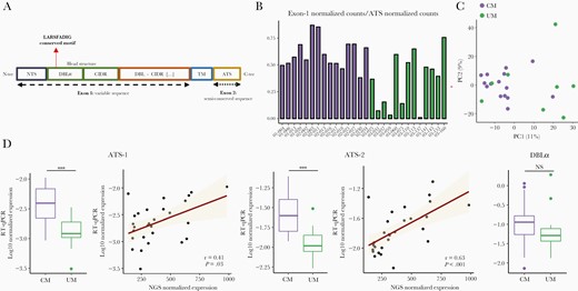 var genes expression. (A) Plasmodium falciparum Erythrocyte Membrane Protein 1 (PfEMP1) schematic organization. (B) Proportion of assembled var genes in each sample. We compared the number of reads mapped to exon 1 and ATS to assess the quality of reconstructions. (C) Principal component analysis (PCA) based on var genes domains expression. (D) Var genes expression based on DBLα and ATS domains. Distribution of normalized expression values measured by RT-qPCR in cerebral malaria (CM) and uncomplicated malaria (UM) is represented (boxplot). The P values were calculated with the Mann-Whitney U test and are represented as follows: *** <.001, ** <.01, and * <.05. The correlation between the normalized expression values measured by RT-qPCR and RNA-seq was represented through the regression line and tested by the Spearman rank test (Spearman rank correlation coefficient ρ and P values are shown).