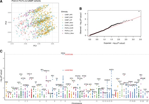 Principal components analysis plot showing adjustment for race (A), quantile–quantile plot (B), and Manhattan plot (C) for generalized logistic regression of 2 cohorts (PICFlu vs CAMP) adjusting for age, sex, and 10 principal components of genetic ancestry under the additive model. The grey dotted line in the Manhattan plot shows a Bonferroni-corrected threshold of .05 (P = 3.90 × 10−5), which only synonymous variant DDX58 rs3205166 exceeds, with intronic DDX58 rs4487862 the dot below it (P = .0016). Abbreviations: AFR, African; CAMP, Childhood Asthma Management Program; EUR, European; LAT, Latino; PC, principal component; PCA, principal components analysis; PICFlu, Pediatric Intensive Care Influenza.