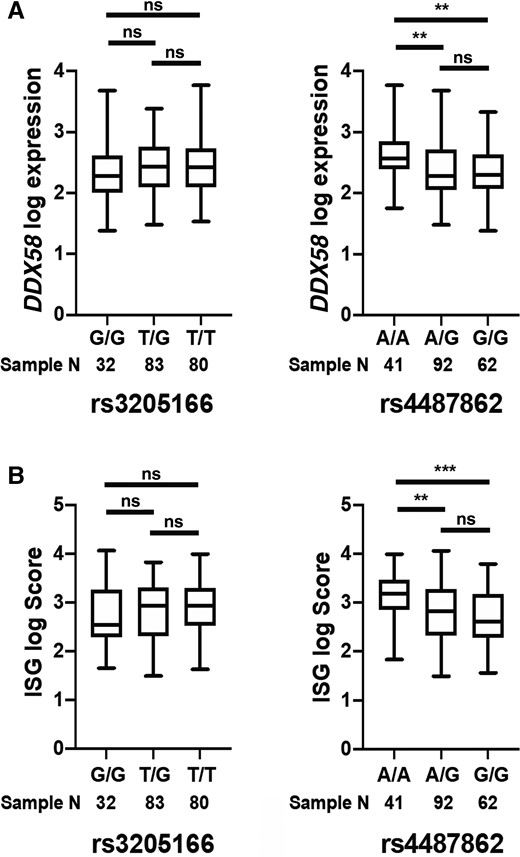 DDX58 (retinoic acid–inducible gene I) expression level (A) and interferon gene signature (ISG) score (B) according to genotyping of the DDX58 common variants rs3205166 and rs4487862. **P < .01, ***P < .001; ns, not significant.