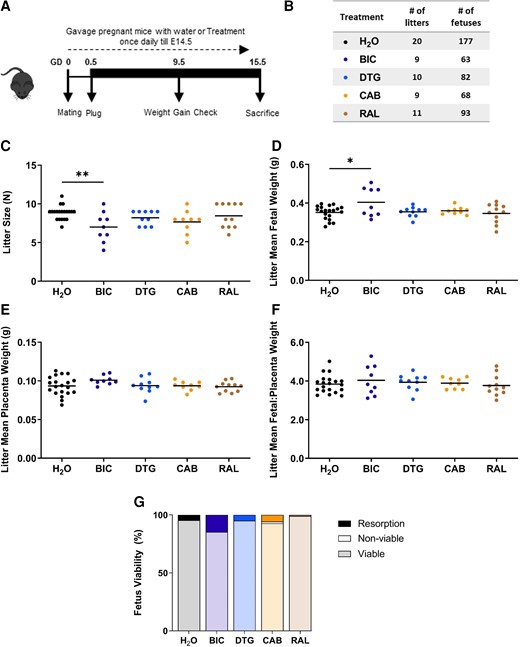 Bictegravir (BIC) exposure reduces litter size and induces resorption in a pregnancy mouse model. Schematic representation of pregnant mice treated with 1× Cmax equivalent BIC, dolutegravir (DTG) , cabotegravir (CAB), raltegravir (RAL), or H2O as a control, starting from gestational day (GD) 0.5 until the day before sacrifice GD 15.5 (A). Table representing number of litters and number of fetuses per treatment group (B). Litter size (C), litter mean fetal weight (D), litter mean placenta weight (E), litter mean fetal to placental weight ratio (F), and resorption rate (G). Data are shown as dot plots with each dot representing 1 litter and the line indicating the mean. Treatment groups were compared by analysis of variance (C, D, E, F, G) or Kruskal-Wallis. *, P < .05; **, P < .01.