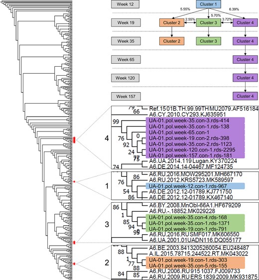 Phylogenetic analysis of pol sequences from next-generation sequencing (NGS): case UA-01. The figure on the left shows a phylogenetic tree constructed using 13 pol consensus sequences generated with NGS from 6 study visits for case UA-01 (6 sequences for week 35; 3 for week 19; 1 for weeks 12, 65, 120, and 157); 277 background sequences were included. Red stars indicate the position of the 13 sequences. The sequences formed 4 distinct clusters (clusters 1–4). The diagram at upper right shows which clusters were present at each study visit and the median pairwise genetic distance between the clusters. The 4 inserts in the lower right show enlarged views of the sections of the tree that include sequences from case UA-01. Branch labels are highlighted with a different color for each cluster. The following information is included in the branch label for each sequence: case designation (UA-01); HIV region analyzed (pol); study visit (eg, week 19); the consensus sequence number (eg, con 1); and the number of individual sequence reads (rds) used to generate the consensus sequence (eg, rds 303).