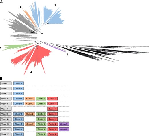Phylogenetic analysis of env sequences from next-generation sequencing (NGS): case UA-01. A, A phylogenetic tree was constructed using env consensus sequences generated with NGS of longitudinal samples from case UA-01; 504 background sequences were included. Human immunodeficiency virus (HIV) subtype references are shown in black and background sequences are shown in gray. Sequences from case UA-01 grouped into 5 distinct clusters with bootstrap support >80% (numbered 1–5) and are colored according to the cluster that contains them. Bootstrap support for each cluster is shown. B, Clusters that were present at each study visit. In A and B, the same color coding is used for each sequence cluster.