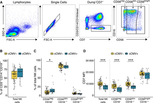 CD56neg NK cells expand in newborns with congenital CMV infection. A, Gating strategy for total NK cells and NK-cell subsets. NK cells are defined as lymphocytes > single cells > CD3−/CD14−/CD19−/CD7+ > CD56+ and/or CD16+. NK subsets are defined based on their relative expression of CD56 and CD16. Total NK cells is the sum of the 3 gated subsets. B, Frequency of total NK cells in CMV-infected (cCMV-positive, n = 16) and uninfected (cCMV-negative, n = 69) newborns. C, Frequency of NK-cell subsets out of the total NK cells in cord blood derived from cCMV-positive (n = 16) and cCMV-negative (n = 69) newborns. D, Density of CD7 expression on NK cells measured as normalized MFI (median) between cCMV-positive (n = 16) and cCMV-negative (n = 69) infants. *P < .05, ***P < .001, Wilcoxon rank sum test. Abbreviations: SSC-A, side scatter area; FSC-A, forward scatter area; cCMV, congenital CMV; CMV, cytomegalovirus; MFI, mean fluorescence intensity; NK cell, natural killer cell.