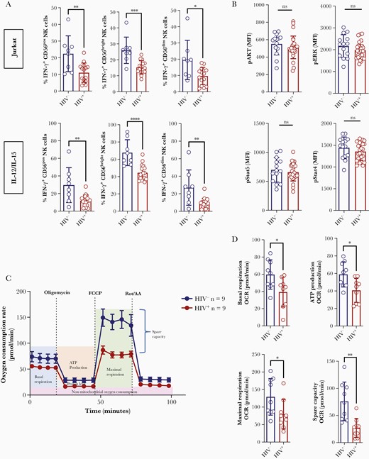 Mitochondrial dysfunction in HIV+ natural killer (NK) cells. A, Purified interleukin 2–preactivated NK cells from HIV– donors and HIV+ individuals under effective antiretroviral therapy were co-cultured with Jurkat cells (upper panels; HIV–, n = 8 and HIV+, n = 14) or stimulated with interleukin 12 (IL-12)/interleukin 15 (lower panels; HIV–, n = 8 and HIV+, n = 17) for 6 hours. Then, interferon-γ production was analyzed by flow cytometry. B, Expression of pAKT, pERK, pSTAT4, and pSTAT5 in HIV– (n = 14) and HIV+ (n = 26) NK cells analyzed by flow cytometry. C, Analysis of the bioenergetic profile by measurement of oxygen consumption rate in HIV– (n = 9, curve above) and HIV+ (n = 9, curve below) purified IL-2–preactivated NK cells. D, Comparison of basal respiration, ATP production, maximal respiration, and spare capacity in HIV– and HIV+ NK cells (each group, n = 9) based on the data display in C. Differences between groups in A, B, and D were analyzed by Student t test or Wilcoxon–Mann–Whitney statistical test. P > .05, not significant; *P ≤ .05; **P ≤ .01; ***P ≤ .001; ****P ≤ .0001. Abbreviations: FCCP, carbonyl cyanide-4(trifluoromethoxy) phenylhydrazone; HIV–, human immunodeficiency virus negative; HIV+, human immunodeficiency virus positive; IFN-γ, interferon gamma; IL, interleukin; MFI, mean fluorescence intensity; NK, natural killer; ns, not significant; OCR, oxygen consumption rate.