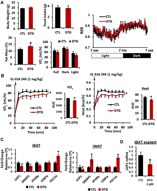 Dolutegravir (DTG) administration reduces uncoupling protein 1 expression in adipose tissues and thermogenesis in mice. Female mice (10 weeks old, n = 9–10) were administered with DTG (15 mg/kg/day) subcutaneously for 2 weeks. A, Body weight. Fat mass was measured by a body composition analyzer. Food intake, oxygen consumption (VO2), and respiratory exchange ratio were measured by Comprehensive Lab Animal Monitoring System. B, VO2 and energy expenditure/heat were measured after administering CL-316 243 (1 mg/kg) interperitoneally. Area under the curves were measured. C, Interscapular BAT and inguinal WAT were isolated and messenger RNA (mRNA) expression was measured by quantitative reverse-transcription polymerase chain reaction (qRT-PCR) (n = 8). D, Interscapular brown adipose tissues were sliced with a tissue chopper and incubated with DTG (2.0 μM) for 4 hours and mRNA expression was measured by qRT-PCR. Control/untreated and DTG-treated conditions were compared (n = 6). *P < .05. Abbreviations: AUC, area under the curve; CEBPα, cyclic adenosine monophosphate response element binding protein α; CTL, control; DTG, dolutegravir; iBAT, interscapular brown adipose tissue; iWAT, inguinal white adipose tissue; mRNA, messenger RNA; PGC1α, peroxisome proliferator-activated receptor-γ coactivator1α; PPARγ, peroxisome proliferator-activated receptor γ; RER, respiratory exchange ratio; SREBP1, sterol regulatory element binding protein 1; UCP1, uncoupling protein 1; VO2, oxygen consumption.