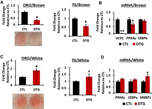 Dolutegravir (DTG) treatment targets uncoupling protein 1 in brown adipocytes in vitro. A and B, Primary murine preadipocytes were isolated from interscapular brown adipose tissue (4- to 6-week-old female mice) and differentiated with or without DTG for 8 days. A, Oil Red O (ORO) staining and quantification (n = 8). A representative image of ORO-stained adipocytes is shown. Triglyceride (TG) detection by Triglyceride-Glo assay kit (n = 8). B, Messenger RNA (mRNA) expression levels by quantitative reverse-transcription polymerase chain reaction (qRT-PCR) (n = 6). C and D, Primary murine preadipocytes were isolated from inguinal white adipose tissue (4- to 6-week-old female mice) and differentiated with or without DTG for 8 days. C, ORO staining and quantification (n = 8) and a representative image of ORO-stained cells are shown. TG detection by Triglyceride-Glo assay kit (n = 8). D, mRNA expression levels by qRT-PCR. (n = 6). *P < .05; **P < .005. Abbreviations: CEBPb, cyclic adenosine monophosphate response element binding protein b; CTL, control; DTG, dolutegravir; mRNA, messenger RNA; ORO, Oil Red O, PPARγ, peroxisome proliferator- activated receptor γ; SREBP1, sterol regulatory element binding protein1; TG, triglyceride; UCP1, uncoupling protein 1.
