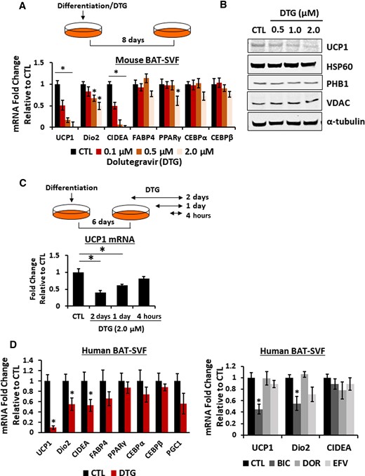 Dolutegravir (DTG) reduces brown adipogenic–specific markers in mouse and human adipocytes. A–C, Primary murine preadipocytes were isolated from interscapular brown adipose tissue (4- to 6-week-old female mice) and differentiated in the presence of DTG as indicated. A, Messenger RNA (mRNA) expression of brown adipocyte markers by quantitative reverse-transcription polymerase chain reaction (qRT-PCR) (n = 8). B, Immunoblotting of mitochondrial proteins in brown adipocytes treated with DTG. A representative image from 4 independent experiments. C, Illustration of DTG treatment and mRNA expression of brown adipocyte markers by qRT-PCR (n = 8). D, mRNA expression in human preadipocytes (A41hBAT-SVF) differentiated into brown adipocytes (21 days) in the presence of DTG (2.5 μM), bictegravir (2.5 μM), doravirine (5 μM), and efavirenz (5 μM) (n = 6). *P < .05. Abbreviations: BAT-SVF, brown adipose tissue-stromal vascular fraction; BIC, bictegravir; CEBP, cyclic adenosine monophosphate response element binding protein; CIDEA, cell eath inducing DFFA like effector a; CTL, control; Dio2, iodothyronine deiodinase 2; DOR, doravirine; DTG, dolutegravir; EFV, efavirenz; FABP4, fatty acid binding protein 4; HSP90, heat shock protein 90; mRNA, messenger RNA; PGC1, peroxisome proliferator-activated receptor-γ coactivator1; PHB1, prohibitin 1; PPARγ, peroxisome proliferator-activated receptor γ; UCP1, uncoupling protein 1; VDAC, voltage-dependent anion channel.