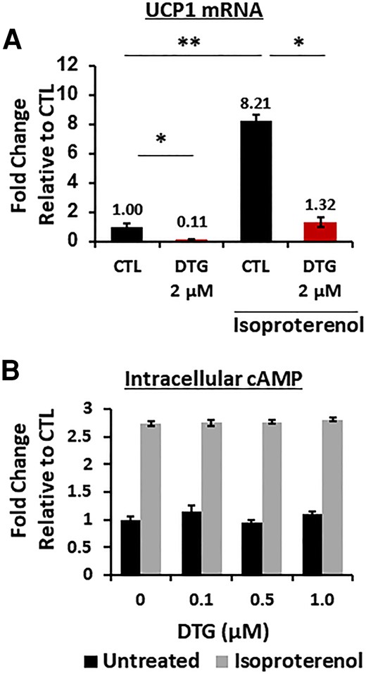 Dolutegravir (DTG) does not affect β3 adrenergic receptor response. A, Messenger RNA expression in brown adipocytes in the presence of DTG during 8 days of differentiation with or without isoproterenol treatment (10 μM) for 4 hours (n = 6). B, Intracellular cAMP measurement in brown adipocytes in the presence of DTG during differentiation with or without isoproterenol (10 μM) for 10 minutes (n = 8). Abbreviations: cAMP, cyclic adenosine monophosphate; CTL, control; DTG, dolutegravir; mRNA, messenger RNA; UCP1, uncoupling protein 1.
