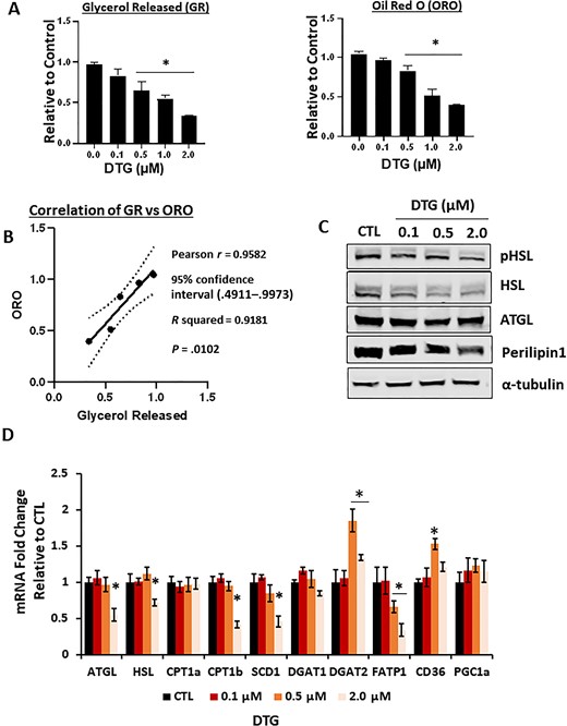 Dolutegravir (DTG) reduces lipolysis by reducing the lipid storage during differentiation. Primary murine preadipocytes were isolated from interscapular brown adipose tissues (4- to 6-week-old female mice) and differentiated in the presence of DTG (8 days). A, Amount of glycerol released upon 10 μM isoproterenol treatment for 1 hour (n = 6). Quantification of Oil Red O (ORO) staining (n = 6). B, Correlation coefficient of ORO vs lipolysis was examined by a linear regression model. — best-fit line, 95% confidence interval (P = .0102). C, Immunoblotting of lipolysis-related protein from brown adipocytes treated with DTG. A representative image from 4 independent experiments. D, Messenger RNA expression of lipolysis and lipid droplet formation–related genes from brown adipocytes treated with DTG by quantitative reverse-transcription polymerase chain reaction (n = 6). *P < .05. Abbreviations: ATGL, adipose triglyceride lipase; CD36, cluster of differentiation 36; CPT, carnitine palmitoyltransferase; CTL, control; DGAT, diacylglycerol O-acyltransferase; DTG, dolutegravir; FATP1, fatty acid transport protein 1; GR, glycerol released; HSL, hormone-sensitive lipase; mRNA, messenger RNA; ORO, Oil Red O; PGC1a, peroxisome proliferator-activated receptor-γ coactivator1; pHSL, phosphorylated hormone-sensitive lipase; SCD1, stearoyl-CoA desaturase1.