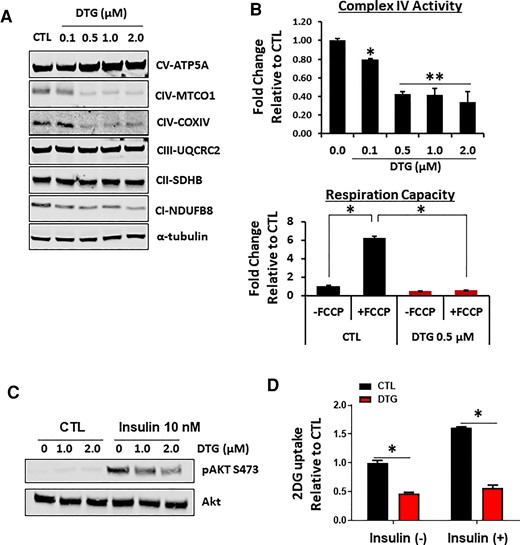 Dolutegravir (DTG) treatment disrupts mitochondrial respiratory complex without affecting mitochondrial biogenesis. A, Immunoblotting of mitochondrial respiratory chain complexes in brown adipocytes treated with DTG during differentiation for 8 days. A representative image from 4 independent experiments. B, Mitochondrial complex IV activity in permeabilized cells (n = 5) and mitochondrial respiratory capacity in intact cells utilizing carbonyl cyanide 4-(trifluoromethoxy)phenylhydrazone, uncoupler of oxidative phosphorylation in mitochondria (3 experiments in triplicate). C, 2DG uptake in primary brown adipocytes treated with DTG with or without 10 nM insulin (n = 6). D, Insulin-mediated Akt activation in primary brown adipocytes treated with DTG. A representative image from 4 independent experiments. *P < .05; **P < .005. Abbreviations: 2DG, 2 deoxy-glucose; CI-NDUFB8, complex I–NADH:uniquinone oxidoreductase subunit B8; CII-SDHB, complex II–succinate dehydrogenase subunit B; CIII-UQCRC2, complex III–uniquinol-cytochrome c reductase core protein 2; CIV-COXIV, complex IV–cytochrome C oxidase subunit IV; CIV-MTCO1, complex IV–mitochondrial complex IV subunit 1; CTL, control; CV-ATP5A, complex V–adenine triphosphate synthase subunit 5A; DTG, dolutegravir; FCCP, carbonyl cyanide 4-(trifluoromethoxy)phenylhydrazone.