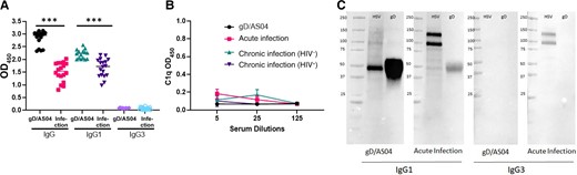 Anti–glycoprotein D (gD) antibodies are predominantly immunoglobulin (Ig) G1 subclass and do not bind to C1q. A, Anti-gD IgG1, IgG1, and IgG3 were quantified by means of enzyme-linked immunosorbent assay (ELISA) using plates coated with gD-2 protein (1:10 000 dilution for IgG and 1:1000 for IgG1 and IgG3). ***P < .001 (t test comparing gD/AS04 vaccine vs acute infection). Abbreviation: OD450, optical density at 450 nm. B, gD-specific C1q-binding antibodies were measured by ELISA, with 5 samples from each group at dilutions of 1:5, 1:25, and 1:125. Abbreviation: HIV−, human immunodeficiency virus (HIV) uninfected; HIV+, HIV infected. Results are means with standard deviation C, Western blots were performed with 10 µg of herpes simplex virus (HSV) 2 (4674)–infected Vero cell lysates (HSV) or 5 μg of gD-2 protein (gD) per lane as the antigen and probed with pooled immune serum (n = 3) containing 10 μg/mL of IgG from gD/ASO4 vaccine recipients or participants with acute infection using anti-IgG1 or anti-IgG3 secondary antibodies.