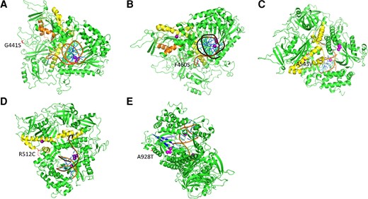 Three-dimensional protein models showing the location of newly characterized UL54 mutations. Theoretical structures of UL54 calculated with MODELLER are represented in cartoon mode. The different domains close to the new mutations are colored as follows: residues 379–421 of region IV/Exo-II in orange, residues 492–588 of region delta-C/Exo-III in yellow, residues 905–919 of region I in blue, and residues 962–970 of region VII in gray. Purple dots in active sites represent metal ions. The DNA duplex is colored in orange and blue. (A) The G441S mutation in red between the Exo-II and Exo-III regions. (B) The A543V mutation in red in the Exo-III region. (C) The F460S mutation in red between the Exo-II and the Exo-III regions. (D) The R512C mutation in red in the Exo-III region. (E) The A928T mutation in red between regions I and VII.