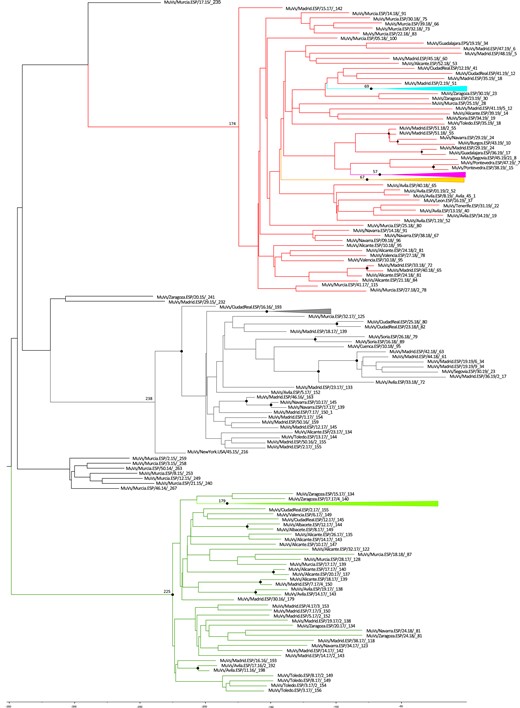 Time-scale tree of mumps virus (MuV) SH haplotype and variant sequences. The time of emergence of the most recent common ancestor (MRCA) is estimated in weeks, taking the last week of 2019 as the temporal reference. The week of each haplotype is included at the end of the name. The week of the MRCA of each variant is shown at the corresponding node. The MuV variant clades are identified by the previously used color code. Posterior probabilities ≥0.8 are shown as black spots.