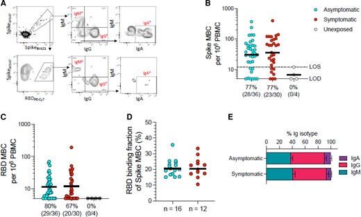 SARS-CoV-2 memory B-cell responses in asymptomatic and mild symptomatic SARS-CoV-2 infections. A, Example flow cytometry plots showing staining patterns of SARS-CoV-2 antigen probes on MBCs (see Supplementary Figure 1 for gating). Spike- and RBD-binding memory B-cell populations are gated. Numbers indicate percentages. Gating strategies to define IgM+, IgG+, or IgA+ SARS-CoV-2 spike-binding or RBD-binding MBCs. B, Frequency of SARS-CoV-2 spike-binding total (IgG+, IgM+, or IgA+) MBCs per 106 PBMCs; unpaired Mann-Whitney test (P = .5365). Axis indicates LOD; dotted line indicates LOS. C, Frequency of SARS-CoV-2 RBD-binding total (IgG+, IgM+, or IgA+) MBCs per 106 PBMCs; unpaired Mann-Whitney test (P = .8790). B and C, Numbers below the graphs show the number of positive participants and total participants, with % responders. D, Fraction of spike-binding MBCs that bound RBD; unpaired Mann-Whitney test (P = .9182). E, Distribution of isotypes among spike-binding MBCs, as gated in (A), for participants who had asymptomatic or symptomatic infections. Horizonal lines in B, C, and D represent the geometric means and the error bars in E represent the standard error of the mean. Abbreviations: IgA, immunoglobulin A; IgG, immunoglobulin G; IgM, immunoglobulin M; LOD, limit of detection; LOS, limit of sensitivity; MBC, memory B cell; RBD, receptor binding domain; SARS-CoV-2, severe acute respiratory syndrome coronavirus 2.
