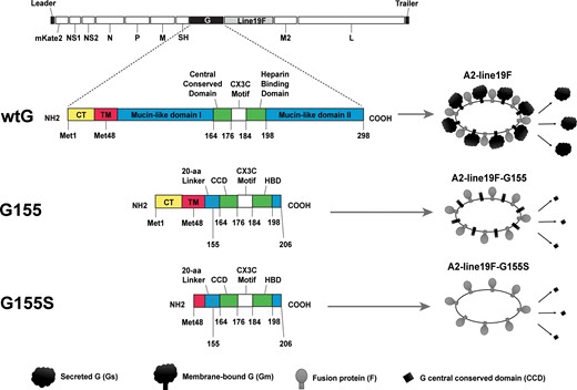 Schematic of RSV wild-type A2-line19 and G-mutant vaccines. A2-line19F is wild-type A2 virus with a substituted thermostable fusion protein gene from the line19 strain. A2-line19F-G155 has a deletion that removes the mucin domains from G protein. A2-line19F-G155S additionally has removal of the G protein transmembrane domain sequence. Thus, this strain expresses a G protein limited to the CCD, which is exclusively secreted (no membrane-bound G). Numbers represent amino acid residues in wild-type A2 G protein. Abbreviations: aa, amino acid; CCD, central conserved domain; COOH, C-terminal domain; CT, cytoplasmic tail; HBD, heparin binding domain; Met, methionine; NH2, N-terminal domain; RSV, respiratory syncytial virus; TM, transmembrane domain; wtG, wild-type G.