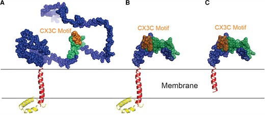 The structural comparisons of wild-type A2 G protein and G mutants with deleted mucin domains. The modeled protein structures of (A) A2 G; (B) G155 (with deleted mucin domains); and (C) G155S (with deleted mucin domains and transmembrane domain). The color scheme is the same as Figure 1, except that the CX3C motif is highlighted in gold. The structures were modeled with Phyre2 and AlphaFold 2.1.0, and the graphics were generated by PyMOL Molecular Graphics System, version 1.7.6.3 (Schrödinger, LLC).