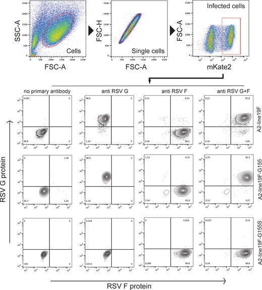Surface F and G expression on HEp-2 cells infected with RSV G-mutant vaccines by flow cytometry. Gating was performed on live cells and singlets, and infected cells were gated based on mKate2 expression. Reactivity of RSV F (motavizumab) and G (3D3) monoclonal antibodies was measured using immunofluorescence. Abbreviations: FSC, forward scatter; RSV, respiratory syncytial virus; SSC, side scatter.