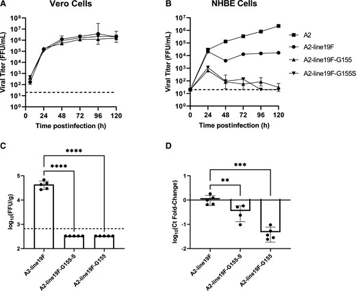 Viral growth kinetics of G-mutant vaccines in vitro and in BALB/c mice. A, Vero cells and (B) NHBE cells differentiated at ALI were infected with A2-line19F, A2-line19F-G155 (deleted mucin domains), A2-line19F-G155S (deleted mucin and transmembrane domains), or A2 (NHBE cells only). Data represent the geometric mean of 2 or 3 experimental replicates (± geometric SD), expressed as FFU/mL. Vaccine attenuation was measured in BALB/c mice infected intranasally on day 4 postinfection by (C) live-virus FFU assay or by (D) RT-PCR. C, Data represent the geometric mean titer (± geometric SD) viral lung titer in log10(FFU/g lung). D, Data represent the mean (± SD) delta-delta cycle threshold (ΔΔCt) value between GAPDH and RSV M gene, normalized to A2-line19F. Statistical comparisons were made using 1-way analysis of variance of log-transformed titers with Tukey post hoc comparisons test. ** P ≤ .01, *** P ≤ .005, and **** P ≤ .001. Abbreviations: ALI, air-liquid interface; FFU, fluorescent focus units; GAPDH, glyceraldehyde-3-phosphate dehydrogenase; NHBE, normal human bronchial epithelial; RSV, respiratory syncytial virus; RT-PCR, real-time polymerase chain reaction. The dashed lines represent the lower limits of detection of the assays.