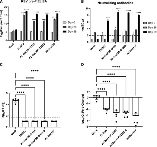 Immunogenicity and efficacy of G-mutant vaccines in BALB/c mice. Mice were primed and boosted on days 1 and 29, respectively. Binding and neutralizing antibody responses were measured on days 0, 28, and 59 by (A) RSV prefusion F ELISA, and (B) neutralizing antibodies to A2-line19F in HEp-2 cells. Sera from groups of mice were pooled and analyzed in 2 replicates in duplicate for ELISAs, which are expressed as log2 (end-point titers) for ELISAs and geometric means of the log(EC50) for neutralization assays. On day 60, mice were challenged intranasally with 106 FFU A2-line19F. Four days later, lungs were harvested and virus titrated by either (C) live-virus FFU assay or (D) RT-PCR. C, Data represent the geometric mean titer (± geometric SD) viral lung titer in log10(FFU/g lung). D, Data represent the mean (± SD) delta-delta cycle threshold (ΔΔCt) value between GAPDH and RSV M gene, normalized to mock. Statistical comparisons were made using 1-way analysis of variance of log-transformed titers with Tukey post hoc comparisons test. * P ≤ .05, *** P ≤ .005, and **** P ≤ .001. Abbreviations: EC50, 50% maximum effective concentration; ELISA, enzyme-linked immunosorbent assay; FFU, fluorescent focus unit; GAPDH, glyceraldehyde-3-phosphate dehydrogenase; RSV, respiratory syncytial virus; RT-PCR, real-time polymerase chain reaction. The dashed lines represent the lower limits of detection of the assays.