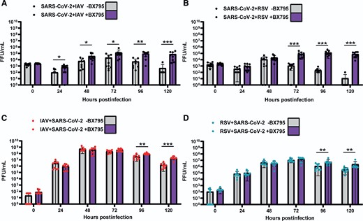 Replication kinetics of SARS-CoV-2, IAV, and RSV in air-liquid interface cultures of human bronchial cells coinfected simultaneously with SARS-CoV-2 and IAV or SARS-COV-2 and RSV in the presence (purple bars) or absence of BX795 (grey bars). A, SARS-CoV-2 titers in coinfections with IAV. B, SARS-CoV-2 titers in coinfections with RSV. C, IAV titers in coinfections with SARS-CoV-2. D, RSV titers in coinfections with SARS-CoV-2. SARS-CoV-2 titers are shown in black, IAV in red, and RSV in cyan. Individual titers are shown as circles. Bars represent the mean of 9 values. Error bars represent the standard deviation. Data are combined titers from 3 independent experiments. Statistical significance was tested using Mann-Whitney U tests and separate tests were carried out for individual time points. * P <.05, ** P <.01, *** P <.001. Abbreviations: FFU, focus forming units; IAV, influenza A virus; PFU: plaque forming units; RSV, respiratory syncytial virus; SARS-CoV-2, severe acute respiratory syndrome coronavirus 2.