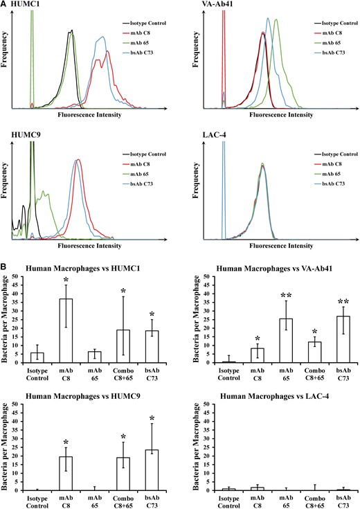 Bispecific monoclonal antibody (BsAb) C73 opsonizes Acinetobacter baumannii for macrophage uptake. A, By flow cytometry, monoclonal antibody (mAb) C8 and bsAb C73 were both able to bind HUMC1; mAb 65 and bsAb C73 were both able to bind VA-Ab41; mAb C8, mAb 65, and bsAb C73 were all able to bind HUMC9; and the antibodies were unable to bind LAC-4. B, Primary human macrophage cells were unable to appreciably uptake extremely drug-resistant hypervirulent A. baumannii strains in the absence of mAb. Addition of mAb C8, mAb 65, mAbs C8 and 65, or bsAb C73 helped opsonize bacteria and facilitate macrophage uptake, whereas the isotype control did not. A. baumannii strains opsonized by mAb C8, mAb 65, or both were also opsonized by bsAb C73. *P ≤ .05 versus isotype control group; **P ≤ .05 versus isotype control group, mAb C8 group, and Combo C8 + 65 group by the Wilcoxon rank-sum test for unpaired comparisons.