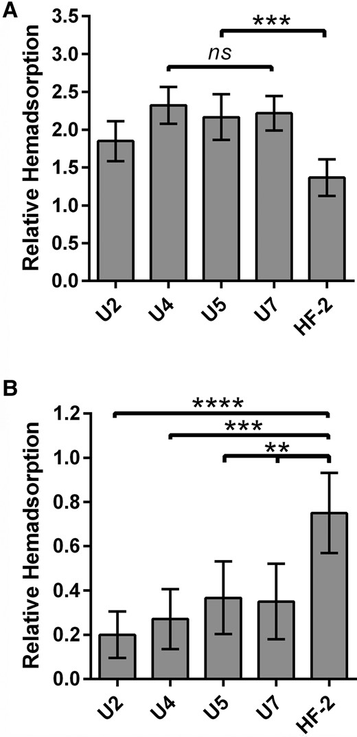 Relative hemadsorption by Mycoplasma penetrans isolates. Semiquantitative measure of the relative adsorption of M. penetrans isolates to untreated (A) or neuraminidase-treated (B) sheep red blood cells as described in “Methods”. For each strain, n = 60. Statistical comparison to HF-2: ns, not significant; **P < .01; ***P < .001, ****P < .0001. Error bars, 95% confidence interval.