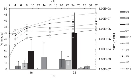 Assay for HeLa cell invasion by Mycoplasma penetrans isolates. The bar graph shows the percentage of the total population of bacteria that had invaded host cells by 16 and 32 hours postinfection (HPI), measured as described in “Methods”. The line graph (secondary axes) shows the total colony forming units (CFUs) available at the given time point. Three biological replicates were performed for each strain at each time point. Error bars, SD.