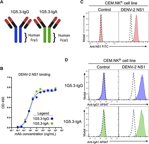 Generation and characterization of a nonstructural protein 1 (NS1)–dependent IgG and IgA opsonization assay. A, Schematic representation of the 1G5.3-IgG and 1G5.3-IgA monoclonal antibodies (mAbs) utilized in this study. B, Assessment of NS1 binding activity of 1G5.3-IgG and 1G5.3-IgA by enzyme-linked immunosorbent assay at optical density (OD) 450. C, Characterization of a dengue virus serotype 2 (DENV-2) mNS1-expressing CEM.NKR cell line by staining with the pan-DENV NS1-reactive antibody clone FE8. Dashed histograms indicate staining without primary antibody of the indicated cell type. D, Opsonization of DENV-2 NS1-expressing CEM.NKR cells 1G5.3-IgG and 1G5.3-IgA. Dashed histograms indicate staining without primary antibody on the indicated cell line.