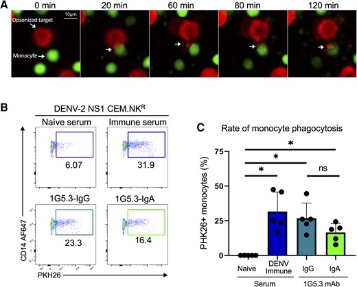 Generation and characterization of a nonstructural protein 1 (NS1)–dependent antibody phagocytosis assay. A, Time-lapse microscopy of CFSE-stained monocytes (green) interacting with PKH26-stained dengue virus serotype 2 NS1-expressing CEM.NKR cells opsonized with 1G5.3-IgG (red). B, Representative flow plots from the antibody-dependent phagocytosis assay. C, Percentage of monocytes that were positive for the target cell membrane dye, separated by antibody used to opsonize target. Data are expressed as background subtracted from a no serum condition, n = 5 individual experiments. Error bars are mean ± standard error of the mean. *P < .05, paired 1-way analysis of variance. Abbreviations: DENV-2, dengue virus serotype 2; IgA, immunoglobulin A; IgG, immunoglobulin G; mAb, monoclonal antibody; ns, not significant; NS1, nonstructural protein 1.