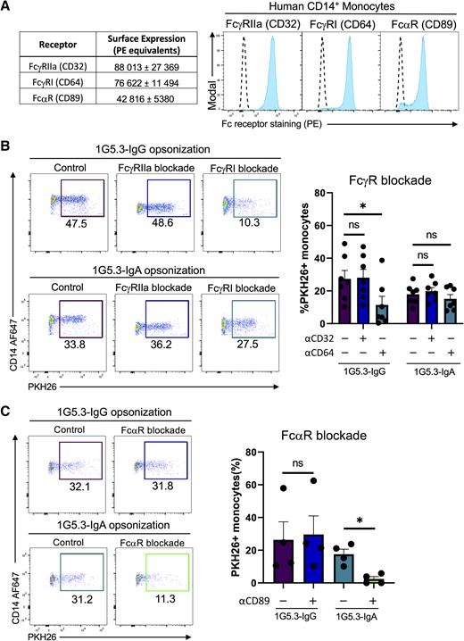 Contribution of FcγR and FcαR to IgG– and IgA–mediated phagocytosis. A, Surface abundance of FcRs on CD14+ monocytes mean ± standard error of the mean (SEM) (left) and representative flow histograms (right). Quantification of FcR abundance was performed utilizing flow cytometric analysis of a standard curve of calibration beads conjugated with known quantifies of phycoerythrin (PE) molecules run in parallel with peripheral blood mononuclear cells stained with saturating concentrations of PE-conjugated anti-FcR antibodies. Dashed line indicates staining of the indicated cell line with a corresponding isotype control. B, Percentage of monocytes positive for target cell membrane indicating antibody-dependent phagocytosis with either anti-FcγRIIa or anti-FcγRI antibodies. Data are expressed as background subtracted from a no serum condition, n = 7 individual experiments. C, Percentage of monocytes positive for target cell membrane indicating antibody-dependent phagocytosis with anti-FcαR antibodies. Data are expressed as background subtracted from a no serum condition, n = 4 individual experiments. All error bars are mean ± SEM. *P < .05, paired 1-way analysis of variance; ns, not significant.