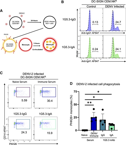 IgA and IgG facilitate antibody-dependent monocytic uptake of dengue virus serotype 2 (DENV-2)–infected cells. A, Model depicting the antibody-dependent phagocytosis assay including the infection of DC-SIGN–expressing CEM.NKR cells. B, Opsonization of DENV-2–infected DC-SIGN–expressing CEM.NKR cells with nonstructural protein 1–reactive 1G5.3-IgG and 1G5.3-IgA monoclonal antibodies (mAbs), with percentage monocytes positive for target cell membrane indicating antibody-dependent phagocytosis. Dashed line in histograms indicates staining with DENV-naive serum. C, Representative flow plot for antibody-dependent phagocytosis assay using DENV-2–infected DC-SIGN–expressing cells as targets. D, Percentage of monocytes positive for target cell membrane indicating antibody-dependent phagocytosis with DENV-2–infected cells as targets. Data are expressed as background subtracted from a no serum condition, n = 5 individual experiments. Error bars are mean ± standard error of the mean. *P < .05, **P < .01, paired 1-way analysis of variance.