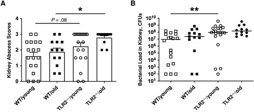 Toll-like receptor (TLR) 2, rather than aging, determined bacterial clearance in kidneys. C57BL/6 wild-type (WT) mice and TLR2-deficient (TLR2−/−) mice of both sexes, aged 13–28 weeks (young) or 73–89 weeks (old)—including WT/young (n = 19), WT/old (n = 21), TLR2−/−/young (n = 28) and TLR2−/−/old (n = 19) groups—were intravenously inoculated with the Staphylococcus aureus Newman WT strain at a dose of 1.5 × 106 colony-forming units (CFUs) per mouse. The surviving mice were euthanized on day 10 after infection. A, Kidney abscess scores. B, Persistence of S. aureus in kidneys 10 days after infection. The data were pooled from 2 independent experiments. Statistical evaluations were performed using Kruskal-Wallis test with Dunn's posttest. Data are presented as means with standard errors of the mean (A) or medians (B). *P < .05; **P < .01.