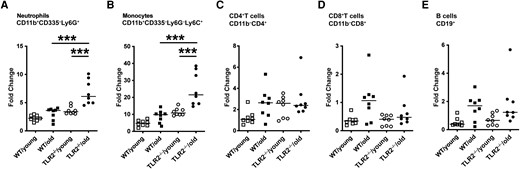 Leukocyte population changed in blood after staphylococcal bacteremia in aged Toll-like receptor (TLR) 2–deficient (TLR2−/−) mice. C57BL/6 wild-type (WT) mice and TLR2−/− mice of both sexes, aged 14–17 weeks (young) or 74–76 weeks (old), were intravenously inoculated with Staphylococcus aureus Newman WT strain at a dose of 1.5 × 106 colony-forming units per mouse. Mice were euthanized, and blood samples (n = 8 per group) were collected for flow cytometric analyses on day 10 after infection. Fold changes in different cell populations were calculated based on the average reference from a group of healthy mice. The cell populations were gated as followed: neutrophils, CD11b+CD335−Ly6G+ (A); monocytes, CD11b+CD335−Ly6G−Ly6C+ (B); CD4+ T cells, CD11b−CD4+ (C); CD8+ T cells, CD11b−CD8+ (D); and B cells, CD19+ (E). Statistical evaluations were performed using 1-way ANOVA with Tukey's test, and lines indicate medians. ***P < .001.