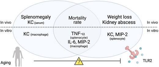 The role of aging and Toll-like receptor (TLR) 2 in Staphylococcus aureus bacteremia in mice. The splenomegaly and keratinocyte chemoattractant (KC) production in S. aureus bacteremia are more controlled by aging, whereas other clinical parameters such as weight loss and kidney abscess are more TLR2 dependent. Both aging and TLR2 deficiency impair the cytokine/chemokine production in vitro splenocyte/macrophage stimulation. Both TLR2 and aging control the mortality rate associated with S. aureus bacteremia. However, the combination of increased age and TLR2 deficiency did not further increase the mortality rate, suggesting that the TLR2-related functions might be impaired in older individuals, which warrant future mechanism studies. Abbreviations: IL-6, interleukin 6; MIP, macrophage inflammatory protein; TNF, tumor necrosis factor.