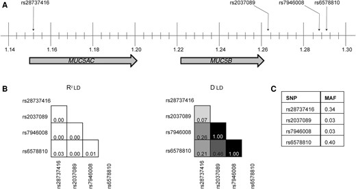 Chromosome map and linkage disequilibrium plots of independent single-nucleotide polymorphisms (SNPs) identified in MUC5B and MUC5AC gene regions. A, MUC5B and MUC5AC genes are located on band 1 of the p arm of chromosome 11; the locations of index SNPs are indicated. Vertical lines represent subband intervals of 0.004. B, Linkage disequilibrium (LD) plots showing R2 (left) and D′ (right) values for the index SNPs. The degree of shading is proportionate to the R2 and D′ values for paired SNPs. C, Minor allele frequency (MAF) for each SNP.