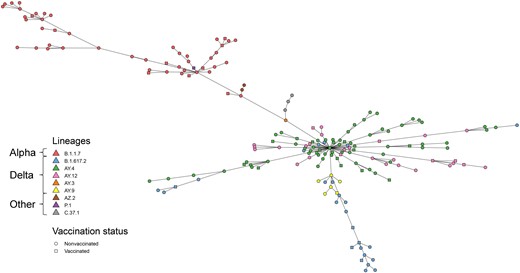 Minimum spanning tree of genomic differences among severe acute respiratory syndrome coronavirus 2 sequences. Pangolin lineages and vaccination status are indicated by different colors and shapes, respectively.